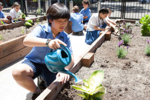Holy Innocents Catholic Primary School Mortlake gardening